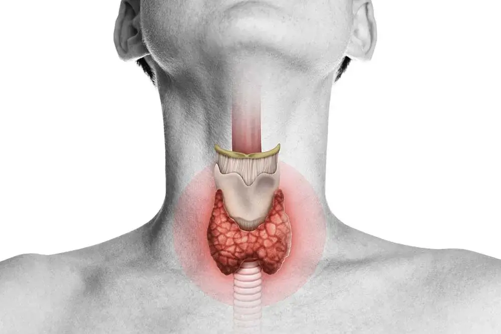 an image of the thyroid gland anatomy