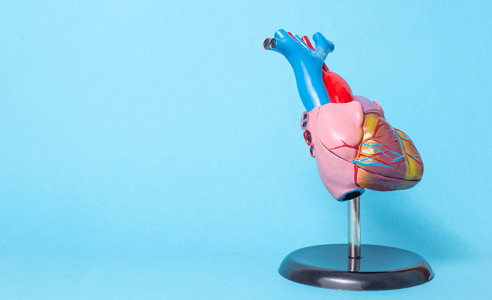 Risk Factors for Heart Disease